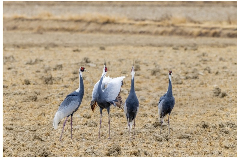 재두루미의 모델