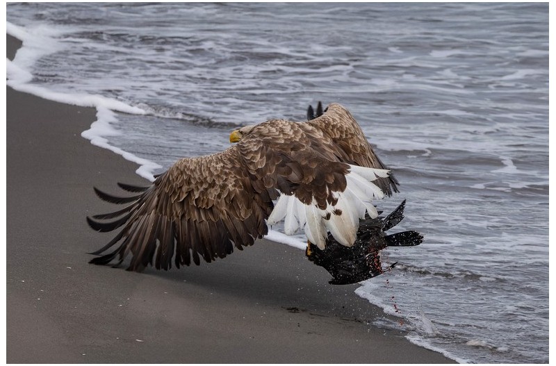 북해도 흰꼬리수리 가마우지 사냥 장면