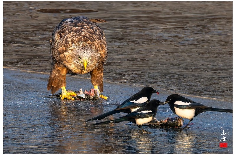 금호강흰꼬리수리