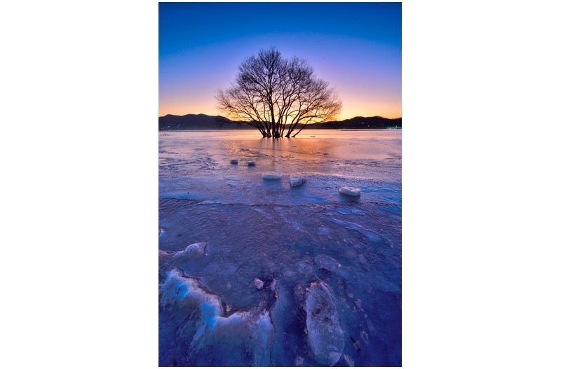 꽁꽁언 - 황금나무