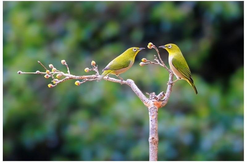 동박새의 속삭임