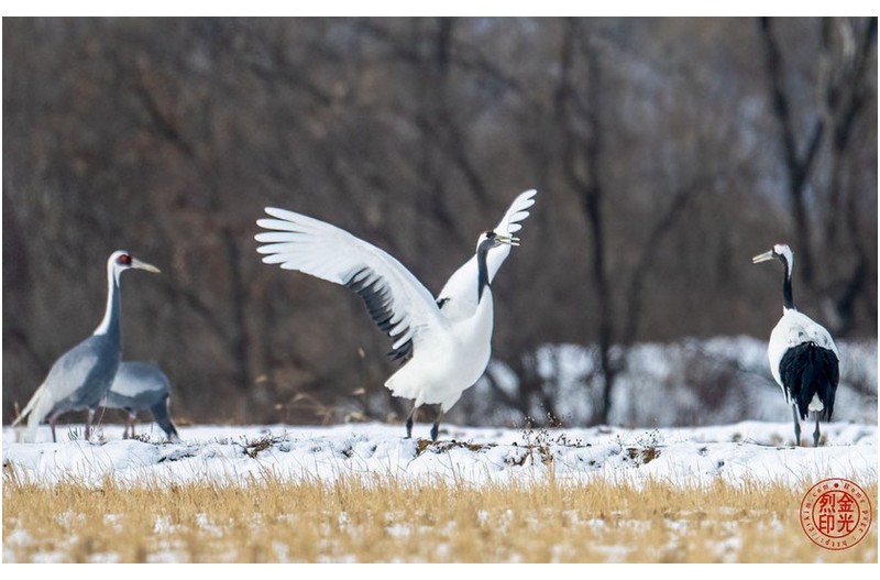 이것이 학춤이다