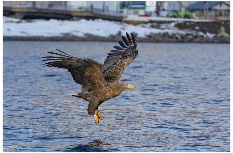 북해도 흰꼬리수리