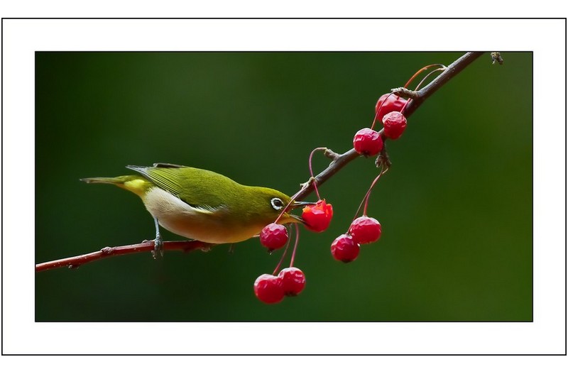 동박이식사중...