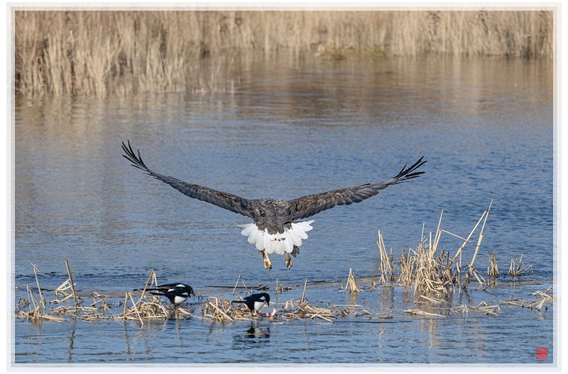 뒷태가 이뿐 금호강 흰꼬리