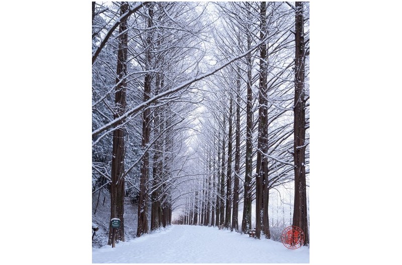 메타쉐콰이어길