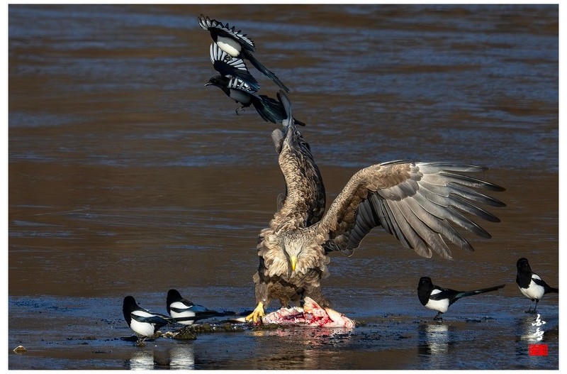 오늘 금호강 흰꼬리수리입니다