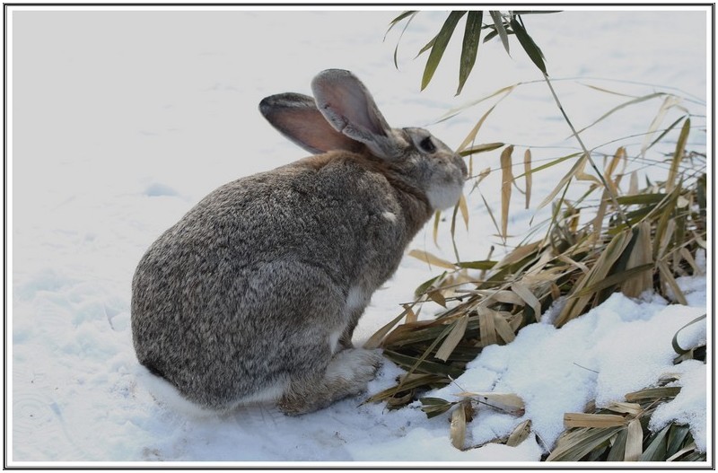 백설 속에 토끼