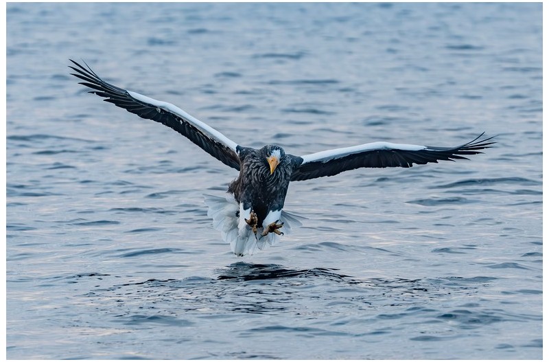 참수리 정면 샷