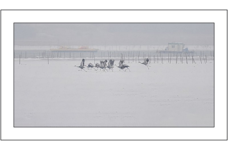 설원위의 제두루미..
