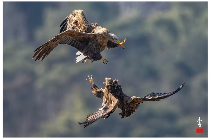 오늘 고령 독수리식당