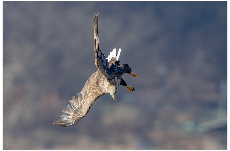 고령 흰꼬리수리