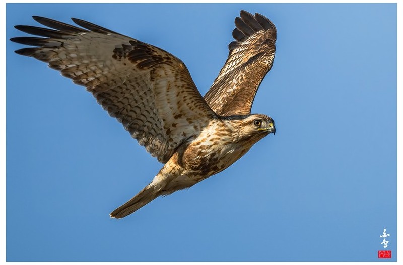 덤으로 담은 말똥가리