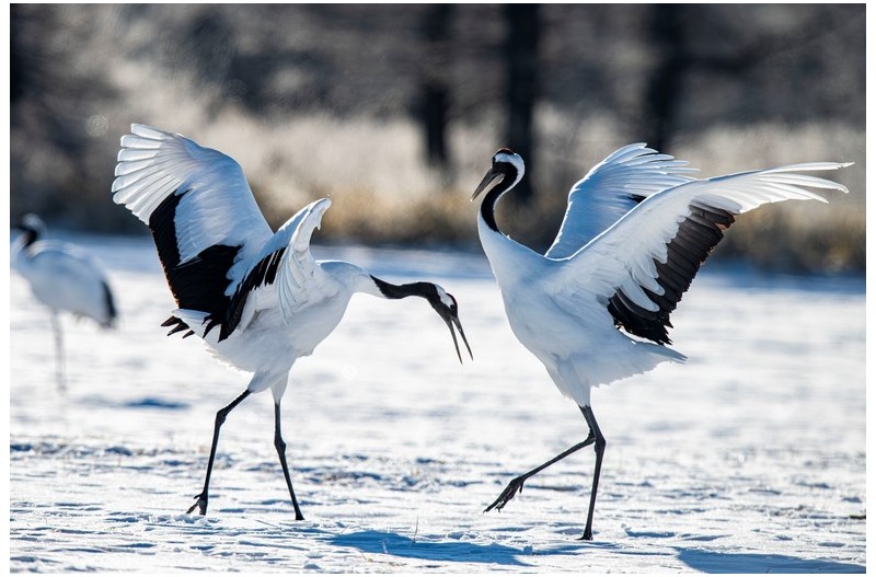 단정학 춤 사위 ..