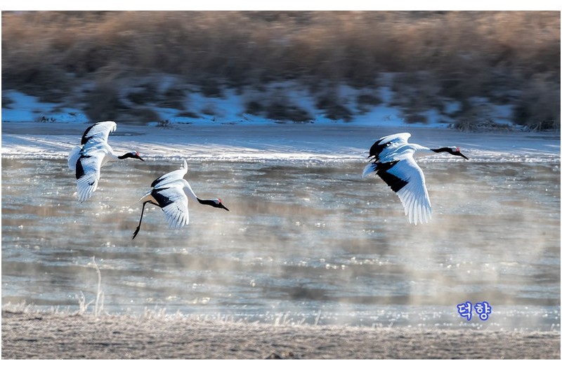 물안개피는철원