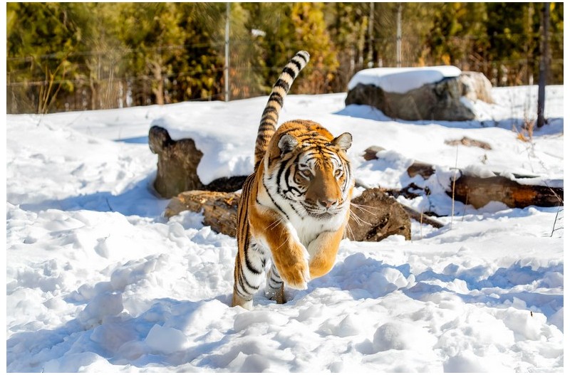 백두대간 호랑이