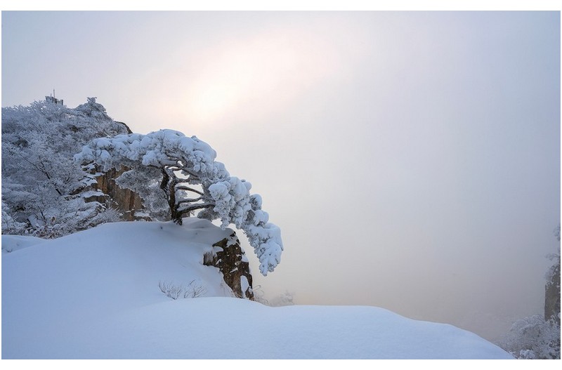 품격 있는 소나무