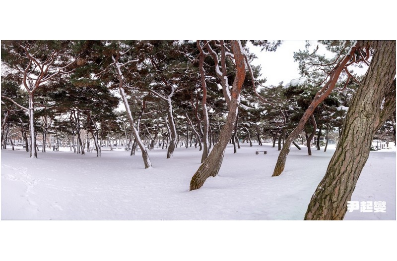 당진 솔뫼성지 솔숲