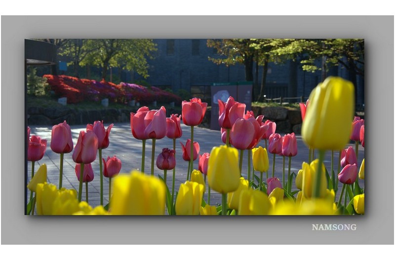 봄이 그리워 집니다.