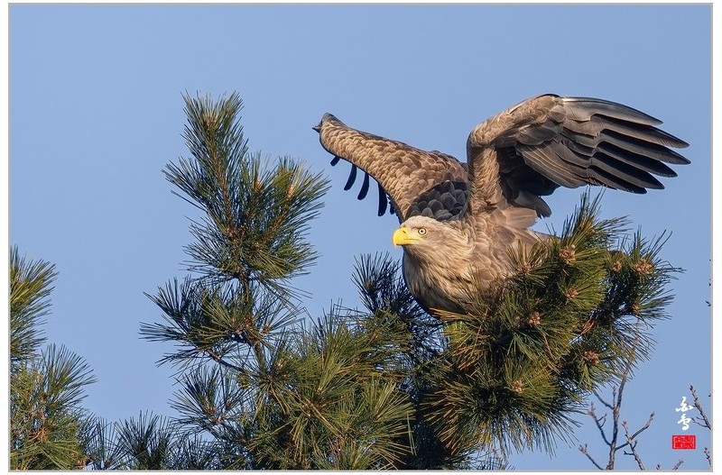 오늘 금호강흰꼬리수리