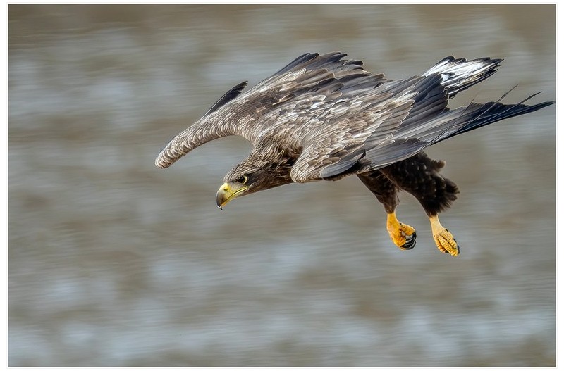 고령독수리식당