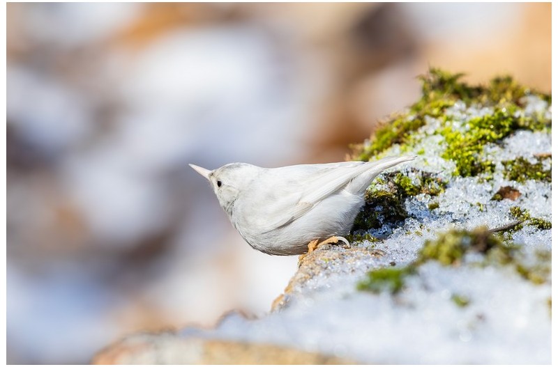 안산 흰동고비외 4종