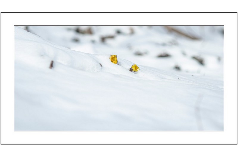 눈속의 복수초..