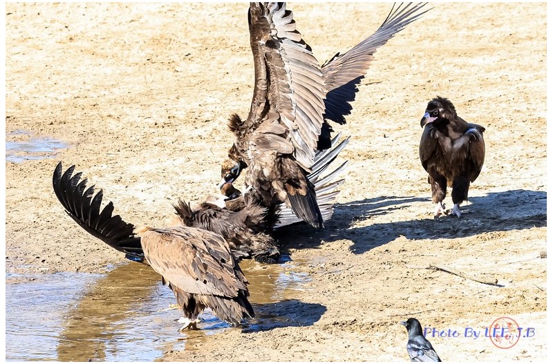 발로 짓밟고 싸우는 독수리