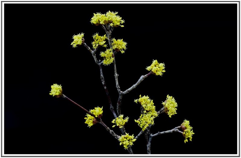 봄을 전하는 산수유