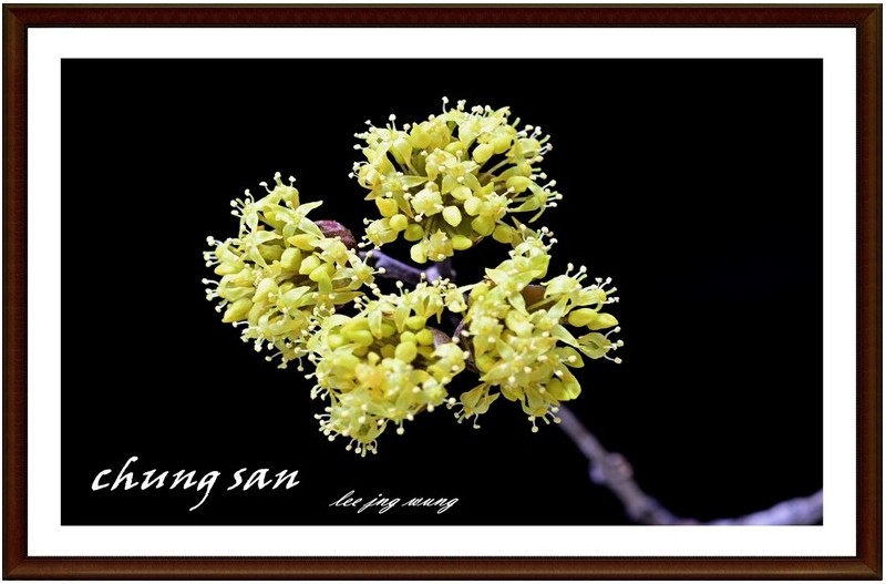 개화중인 산수유 꽃