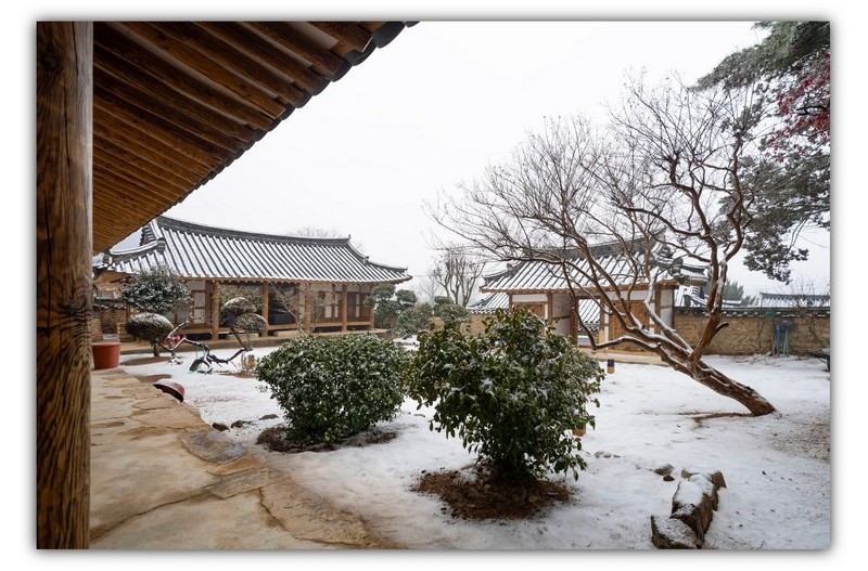눈내린 다원 풍경