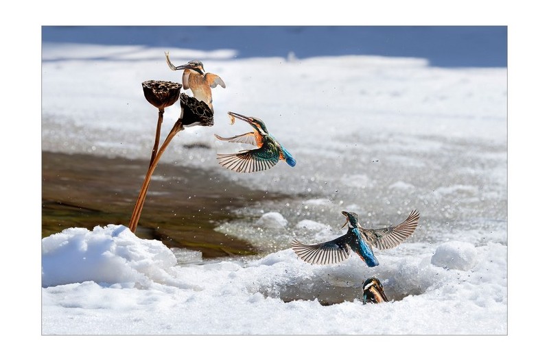 설중 물총새 먹이사냥