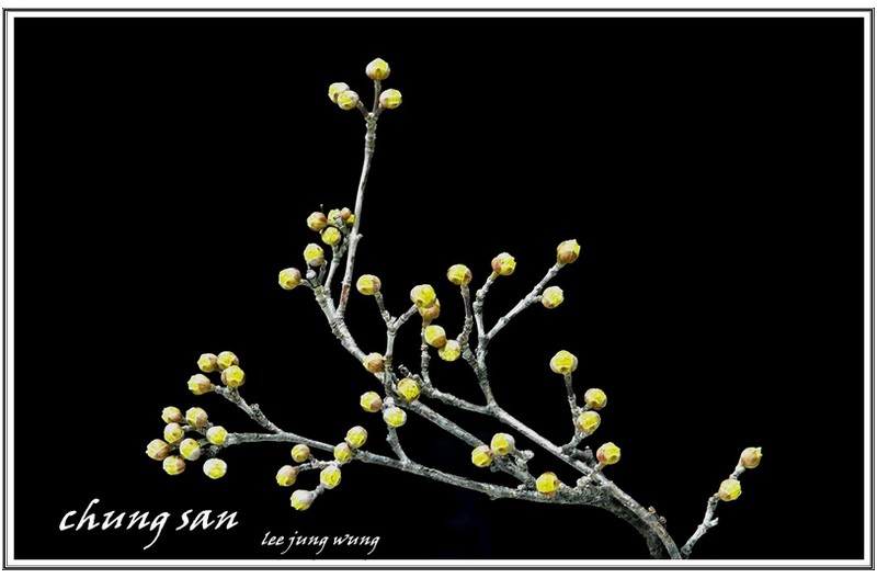 산수유 22일 과  28일