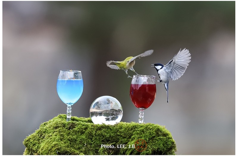 동박새랑 박새랑