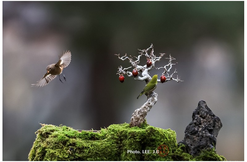 동박새랑 박새랑