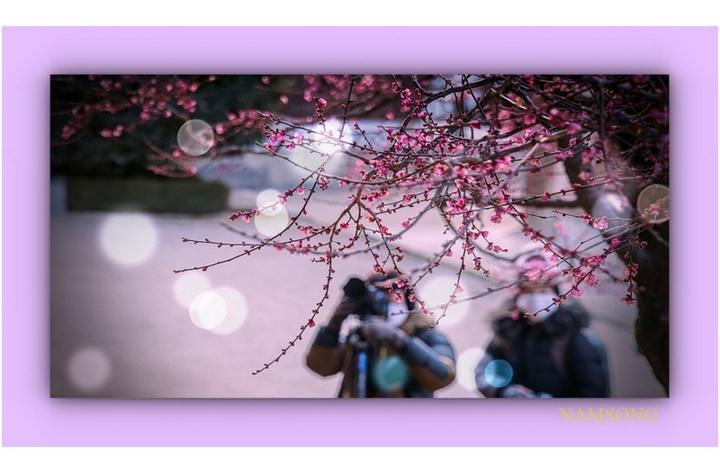 홍매화 필 무렵 -----