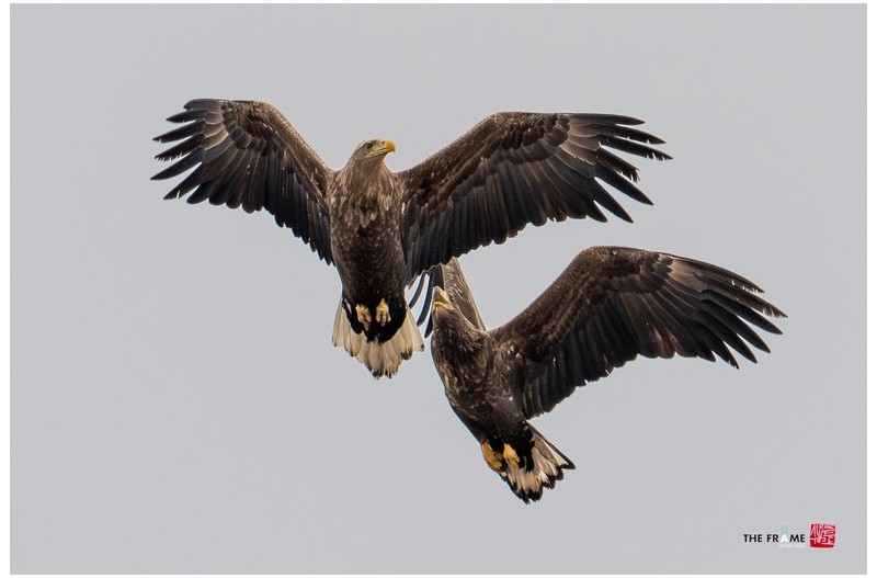 고령 독수리식당_흰꼬리수리