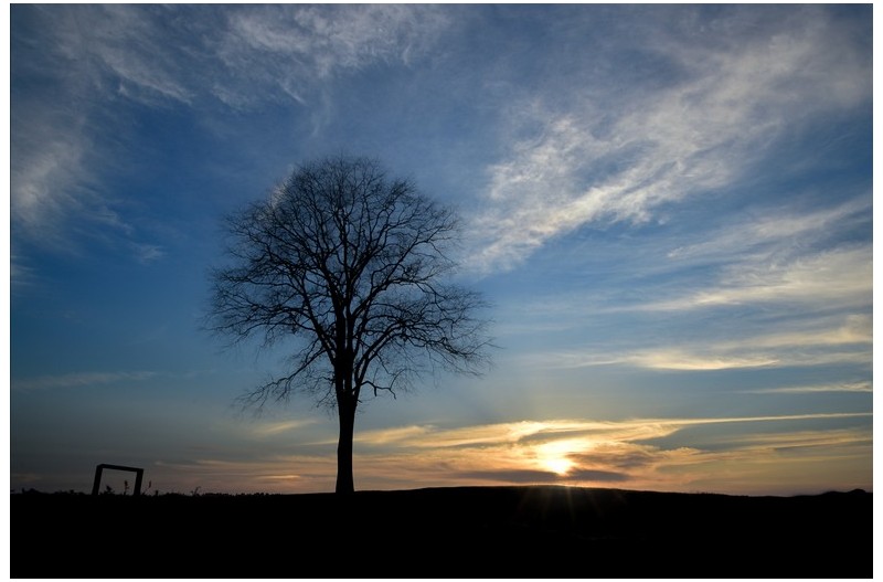 언덕위에 감나무