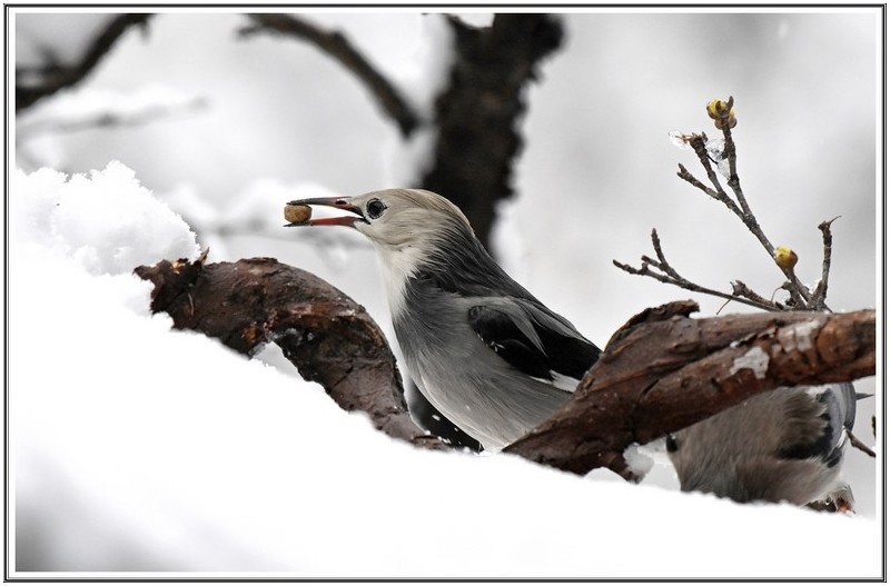 눈속 찌르래기 와 직바귀