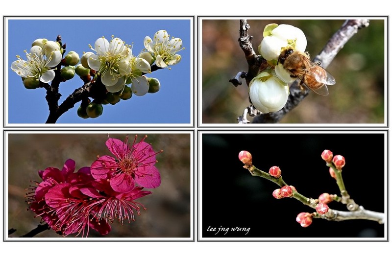 매화 향기 찿아