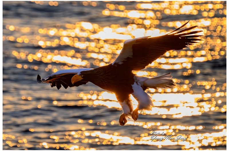 노을 속 참수리