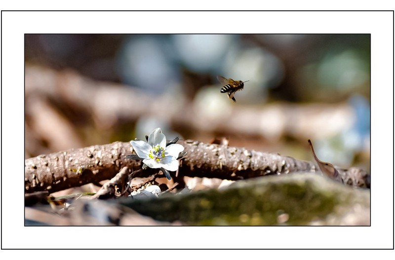 변산아씨와 벌한마리...