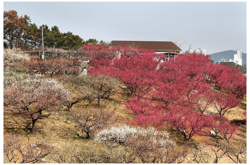 매화 농원