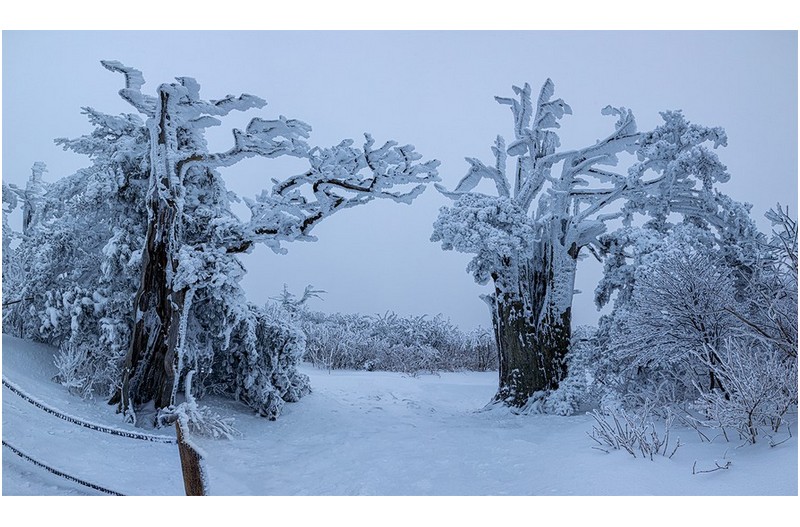 태백산 주목의 겨울옷