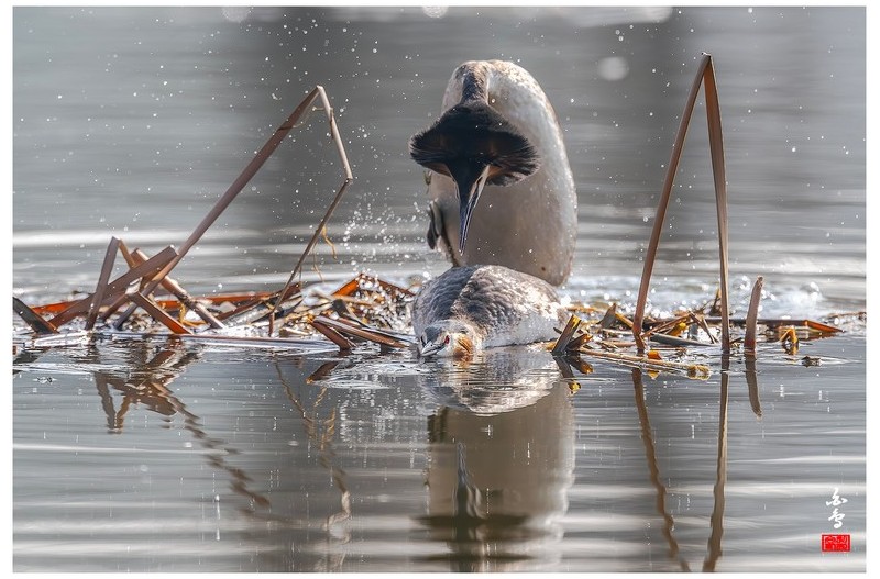 뿔논병아리 짝짓기