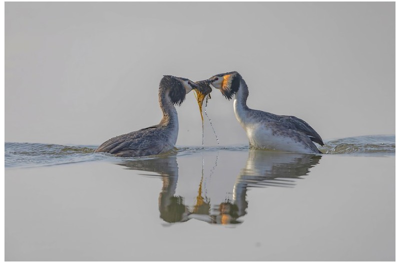 뿔논병아리 사랑