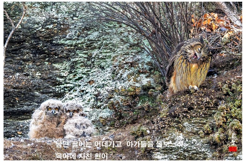수리부엉이 육아일기