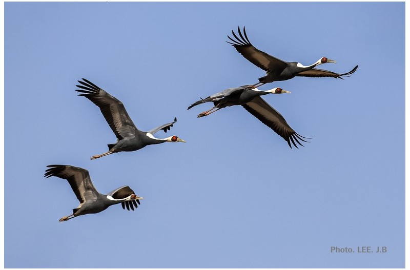 주남저수지 재두루미