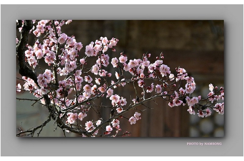 매화의 꽃 잔치 ---