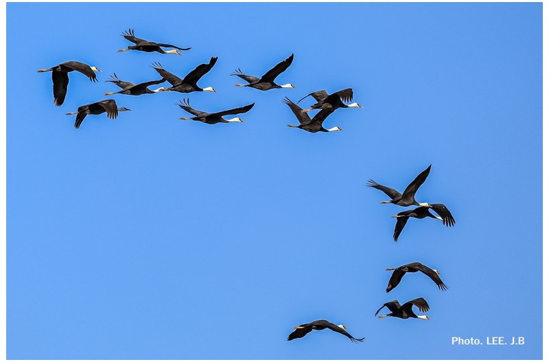 주남저수지 흑두루미